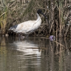 Threskiornis molucca (Australian White Ibis) at Lake Ginninderra - 17 Apr 2019 by Alison Milton