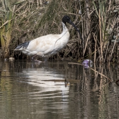 Threskiornis molucca (Australian White Ibis) at Giralang Wetlands - 17 Apr 2019 by AlisonMilton