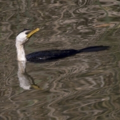 Microcarbo melanoleucos (Little Pied Cormorant) at Lake Ginninderra - 17 Apr 2019 by Alison Milton