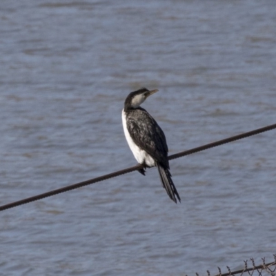 Microcarbo melanoleucos (Little Pied Cormorant) at McKellar, ACT - 17 Apr 2019 by AlisonMilton