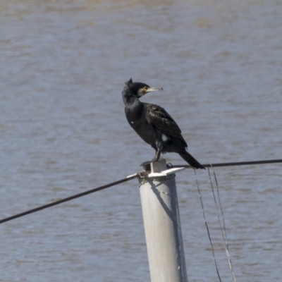 Phalacrocorax carbo (Great Cormorant) at McKellar, ACT - 17 Apr 2019 by AlisonMilton