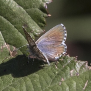 Theclinesthes serpentata at McKellar, ACT - 17 Apr 2019