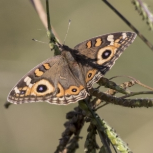 Junonia villida at Giralang, ACT - 17 Apr 2019 12:39 PM