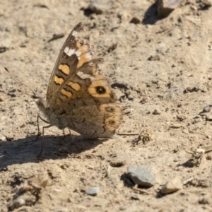 Junonia villida at Giralang, ACT - 17 Apr 2019