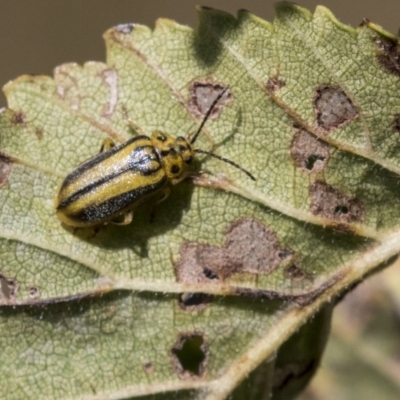 Xanthogaleruca luteola (Elm leaf beetle) at Giralang Wetlands - 17 Apr 2019 by AlisonMilton