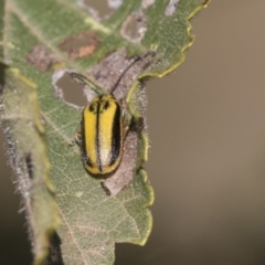 Xanthogaleruca luteola at Giralang, ACT - 17 Apr 2019