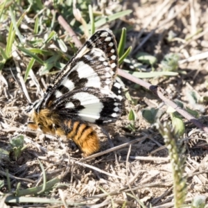 Apina callisto at McKellar, ACT - 17 Apr 2019 01:02 PM