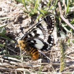 Apina callisto at McKellar, ACT - 17 Apr 2019 01:02 PM