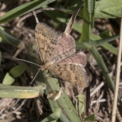 Scopula rubraria (Reddish Wave, Plantain Moth) at Lake Ginninderra - 17 Apr 2019 by AlisonMilton