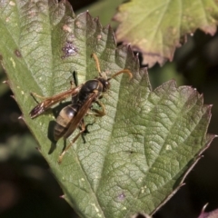 Polistes (Polistella) humilis (Common Paper Wasp) at Lake Ginninderra - 17 Apr 2019 by AlisonMilton
