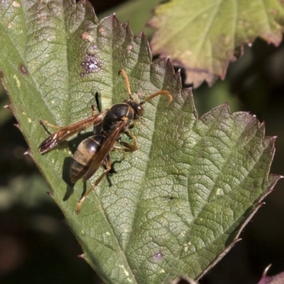 Polistes (Polistella) humilis (Common Paper Wasp) at McKellar, ACT - 17 Apr 2019 by AlisonMilton