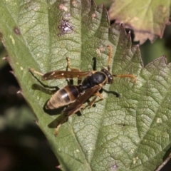 Polistes (Polistella) humilis at McKellar, ACT - 17 Apr 2019