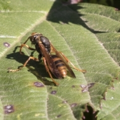 Polistes (Polistella) humilis at McKellar, ACT - 17 Apr 2019