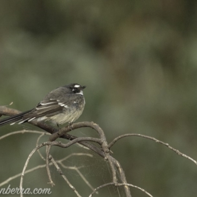 Rhipidura albiscapa (Grey Fantail) at The Pinnacle - 7 Apr 2019 by JonSteinbeck