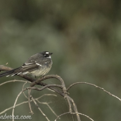 Rhipidura albiscapa (Grey Fantail) at Dunlop, ACT - 6 Apr 2019 by BIrdsinCanberra