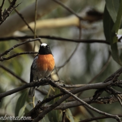 Petroica boodang (Scarlet Robin) at The Pinnacle - 7 Apr 2019 by JonSteinbeck