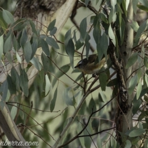 Pardalotus striatus at Dunlop, ACT - 7 Apr 2019