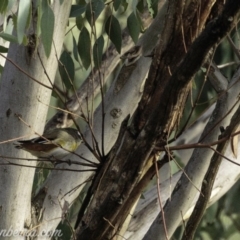 Pardalotus striatus at Dunlop, ACT - 7 Apr 2019