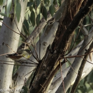 Pardalotus striatus at Dunlop, ACT - 7 Apr 2019 08:35 AM