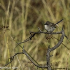 Malurus cyaneus (Superb Fairywren) at Dunlop, ACT - 7 Apr 2019 by JonSteinbeck