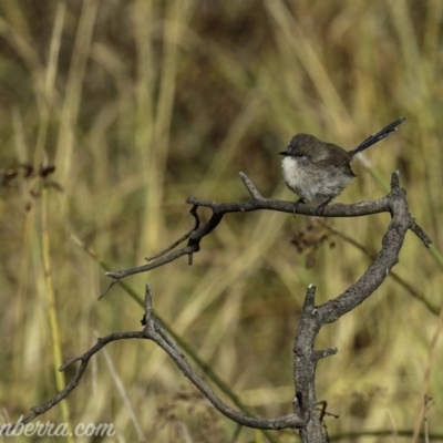 Malurus cyaneus (Superb Fairywren) at Dunlop, ACT - 7 Apr 2019 by JonSteinbeck