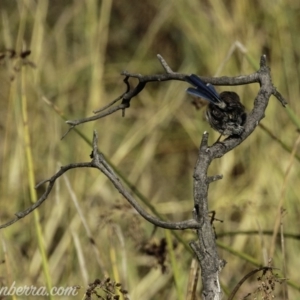 Malurus cyaneus at Dunlop, ACT - 7 Apr 2019