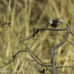 Malurus cyaneus at Dunlop, ACT - 7 Apr 2019