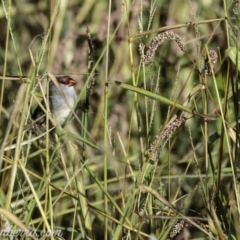 Neochmia temporalis (Red-browed Finch) at Dunlop, ACT - 7 Apr 2019 by JonSteinbeck