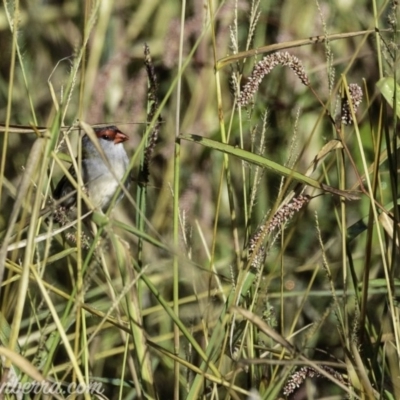 Neochmia temporalis (Red-browed Finch) at Dunlop, ACT - 7 Apr 2019 by JonSteinbeck