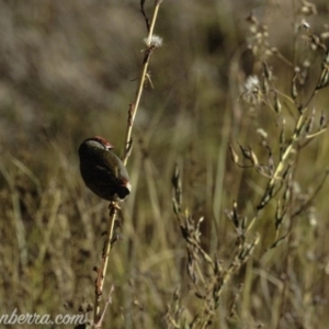 Neochmia temporalis at Dunlop, ACT - 7 Apr 2019 09:21 AM