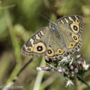 Junonia villida at Dunlop, ACT - 7 Apr 2019 09:41 AM