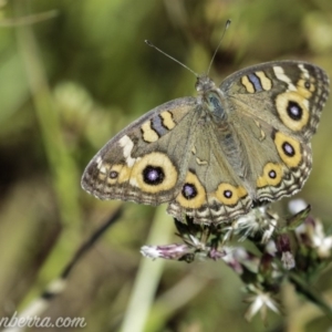 Junonia villida at Dunlop, ACT - 7 Apr 2019 09:41 AM