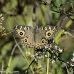 Junonia villida at Dunlop, ACT - 7 Apr 2019 09:41 AM