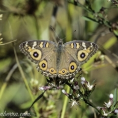 Junonia villida at Dunlop, ACT - 7 Apr 2019 09:41 AM