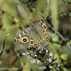 Junonia villida at Dunlop, ACT - 7 Apr 2019 09:41 AM