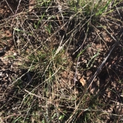 Tripogonella loliiformis (Five Minute Grass, Rye Beetle-Grass) at Weetangera, ACT - 17 Apr 2019 by mcosgrove