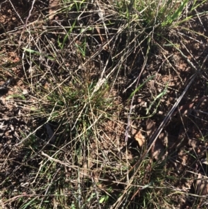 Tripogonella loliiformis at Weetangera, ACT - 17 Apr 2019 02:31 PM