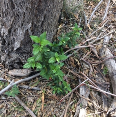 Viburnum tinus (Laurustinus) at Farrer Ridge - 12 Apr 2019 by mcosgrove