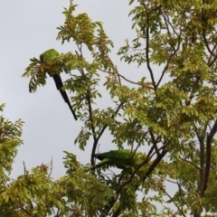 Polytelis swainsonii at Hughes, ACT - suppressed