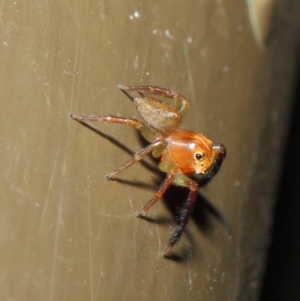 Prostheclina pallida at Acton, ACT - 17 Apr 2019 01:58 PM