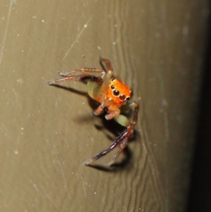 Prostheclina pallida at Acton, ACT - 17 Apr 2019 01:58 PM