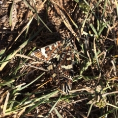 Apina callisto (Pasture Day Moth) at Mount Painter - 17 Apr 2019 by mcosgrove