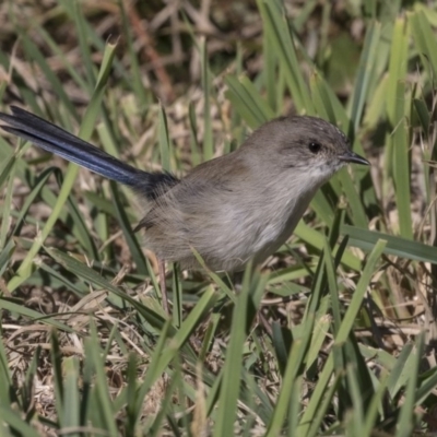 Malurus cyaneus (Superb Fairywren) at McKellar, ACT - 17 Apr 2019 by Alison Milton