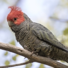 Callocephalon fimbriatum (Gang-gang Cockatoo) at McKellar, ACT - 17 Apr 2019 by AlisonMilton