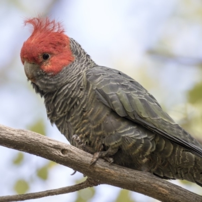 Callocephalon fimbriatum (Gang-gang Cockatoo) at Lake Ginninderra - 17 Apr 2019 by AlisonMilton