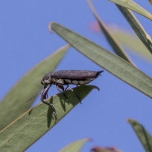 Rhinotia phoenicoptera at McKellar, ACT - 17 Apr 2019