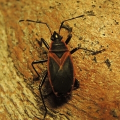 Dindymus circumcinctus (Bordered harlequin bug) at Pine Island to Point Hut - 21 Jan 2019 by michaelb