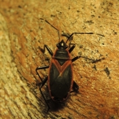 Dindymus circumcinctus at Pine Island to Point Hut - 22 Jan 2019