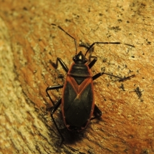 Dindymus circumcinctus at Pine Island to Point Hut - 22 Jan 2019