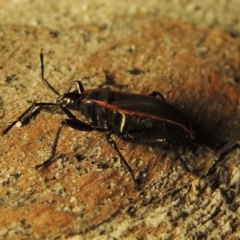 Dindymus circumcinctus at Pine Island to Point Hut - 22 Jan 2019